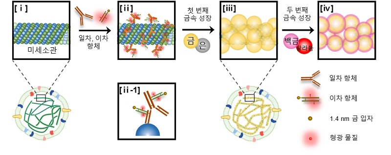 그림 1. 본 연구에서 제안한 새로운 생체 형틀법에 대한 모식도: ⅰ) 세포 내부의 미세소관. ⅱ) 일차, 이차 항체로 미세소관 표적화 진행. ⅲ) 항체로부터 첫 번째 금속 입자 성장. ⅳ) 성장한 첫 번째 금속 입자로부터 두 번째 금속 성장. 