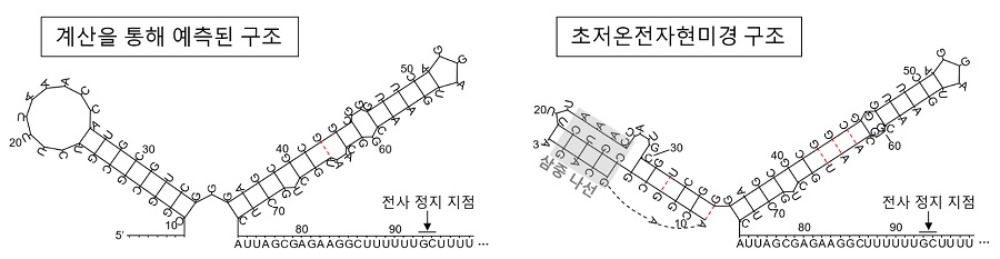 그림 3. putRNA의 구조 비교. (왼쪽) 이전에 계산을 통해 예측된 구조 (King et al., 1996), (오른쪽) 초저온전자현미경으로 규명된 구조.