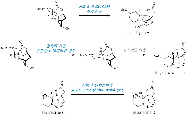 그림 2. 고산화준위 세큐리네가 알칼로이드 합성에 사용한 대표적인 반응