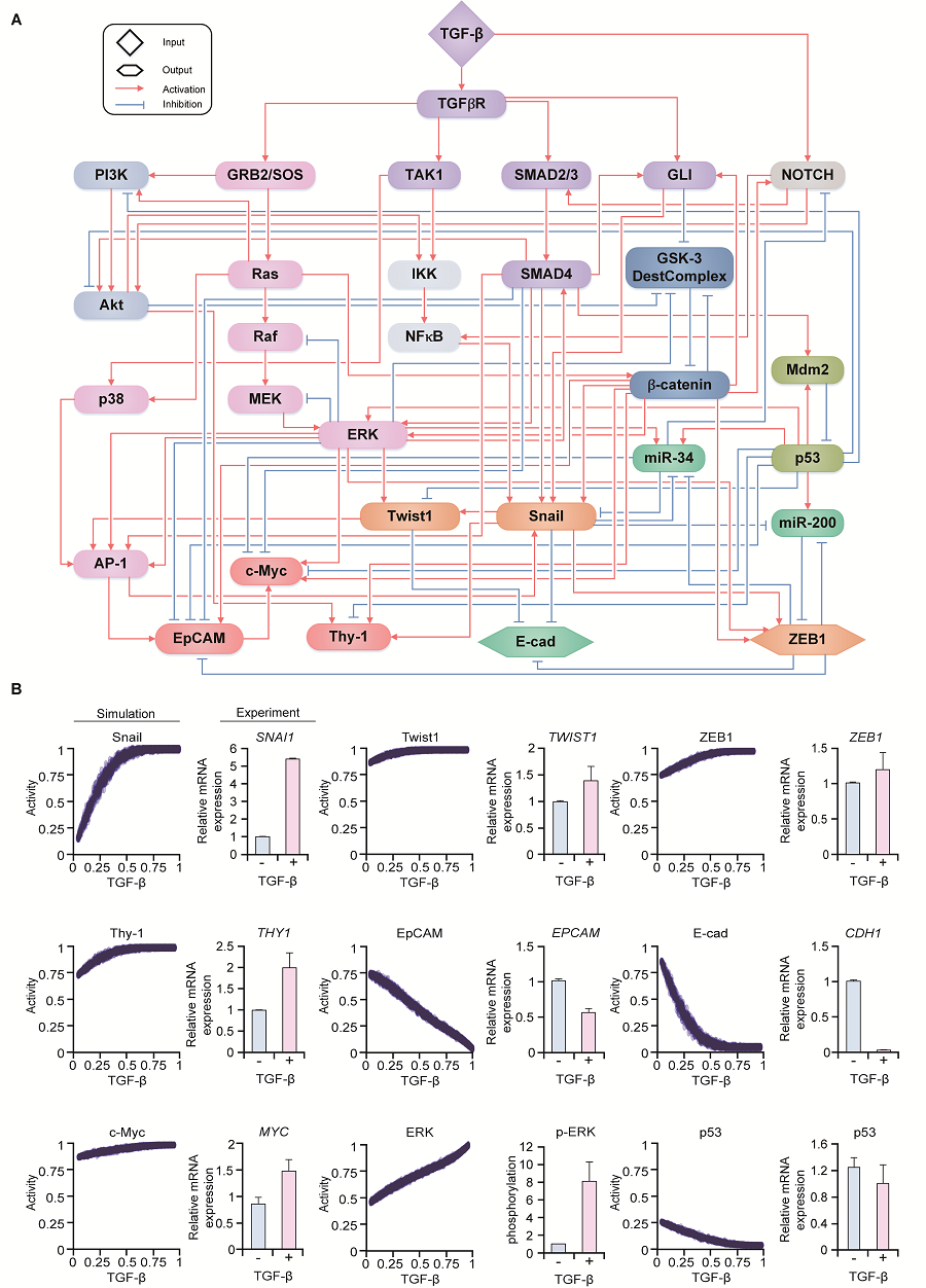 Figure 1. Construction of the mathematical model of the regulatory network of the EMT 