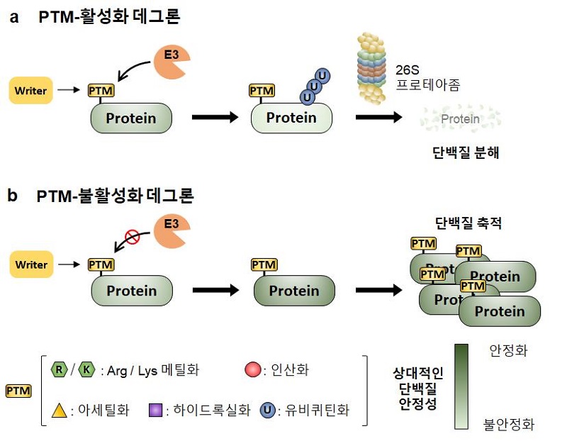 그림 1. PTM-활성화(PTM-activated) 데그론과 PTM-불활성화(PTM-inactivated) 데그론으로 구분해 단백질 수명 조절과의 관련성을 설명한 그림으로 질병을 촉진하는 단백질의 분해 혹은 질병을 억제하는 단백질의 축적을 미리 예측 가능하여 암이나 퇴행성 뇌질환의 발병 및 억제를 진단 가능