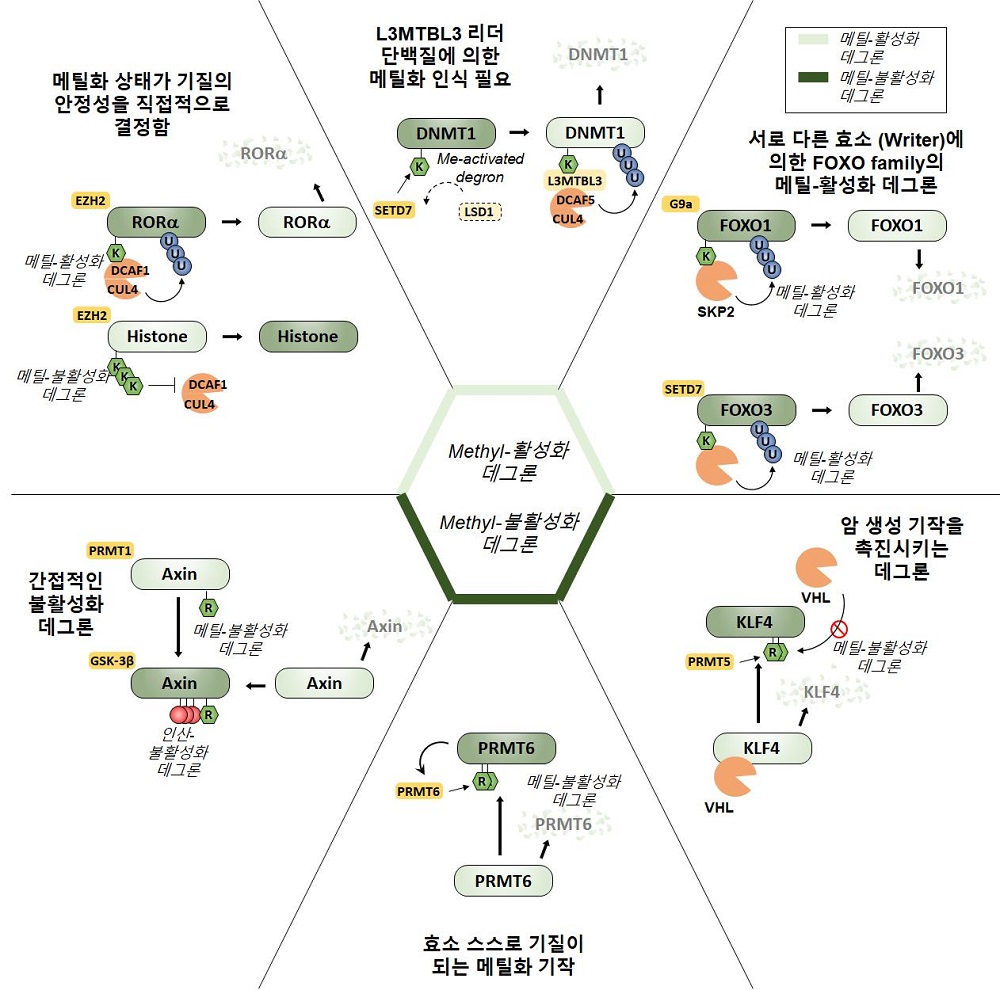 그림 2. PTM 중 대표적으로 단백질 운명을 결정하는 메틸화를 메틸-활성화 데그론과 메틸-불활성화 데그론으로 구분