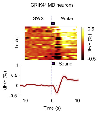 GRIK4 dorsomedial nerve in response to sound stimulation