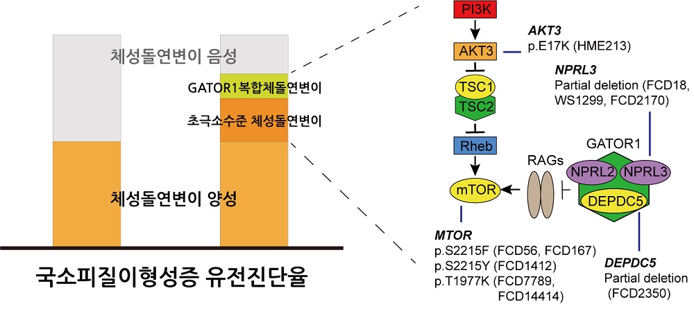 그림 2. 국소피질이형성증 유전진단율의 향상. 초극소수준 체성돌연변이 검출법을 통해 전체 환자의 80%까지 진단율을 향상시킴