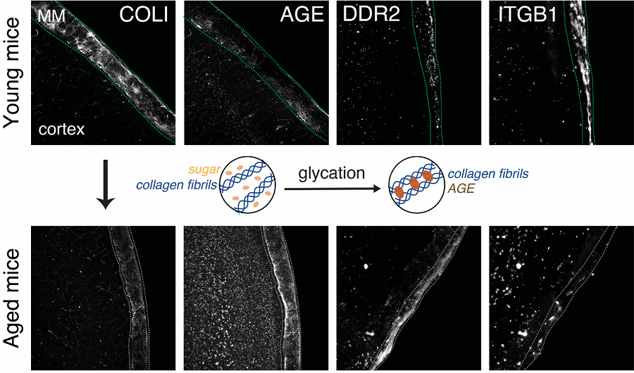 Figure 2. Representative rat meningeal images observed in the study. 