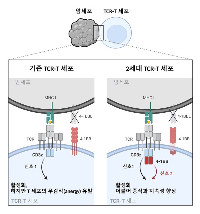 그림 1. 2세대 TCR-T 세포의 신호전달 메커니즘 모식도. TCR 의 신호전달에 핵심 하위유닛인 CD3z에 4-1BB의 신호전달도메인이 합성된 퓨전 CD3z 모듈을 구축함. 퓨전 CD3z 모듈이 발현된 2세대 TCR-T 세포는 면역억제환경에서 기존의 TCR-T 세포보다 향상된 증식과 지속성을 보임.