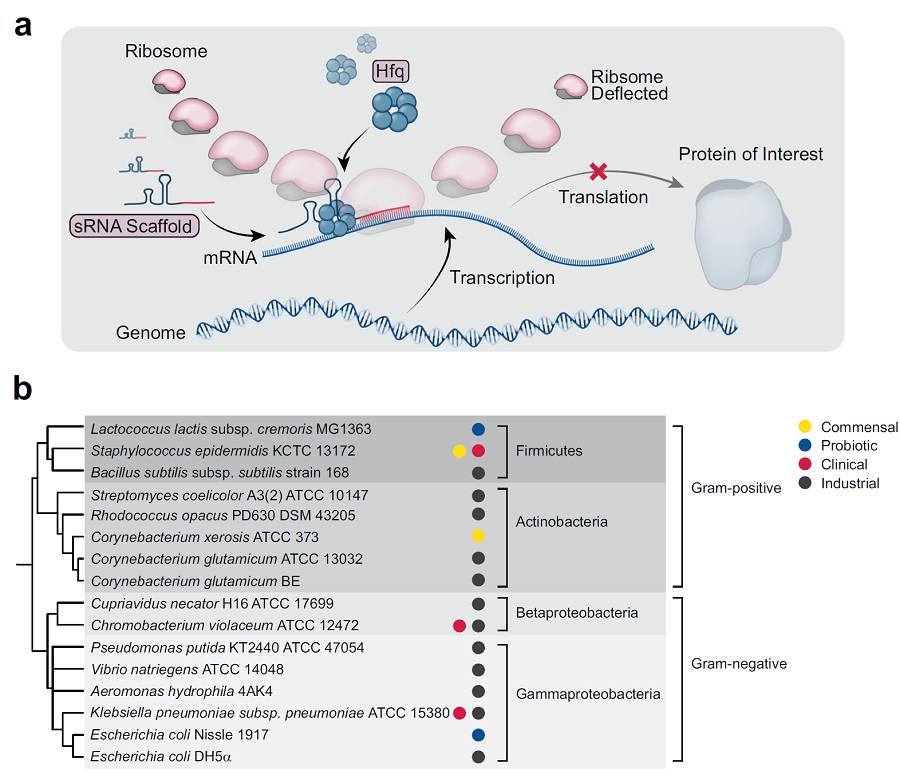 Schematic illustration demonstrating the mechanism of syntetic sRNA