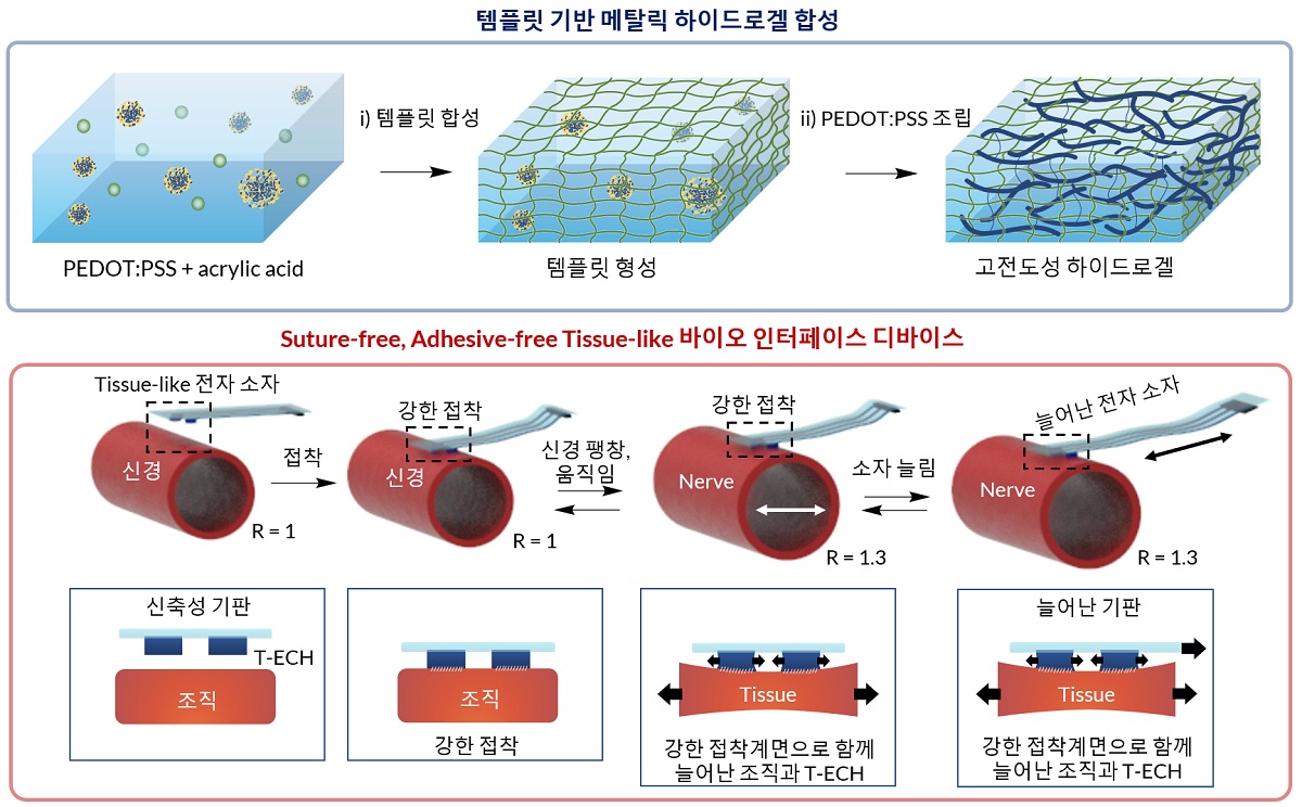 그림 1. 템플릿 기반 하이드로겔 합성법과 접착제 없이 구동 가능한 조직 유사 바이오 인터페이스 디바이스