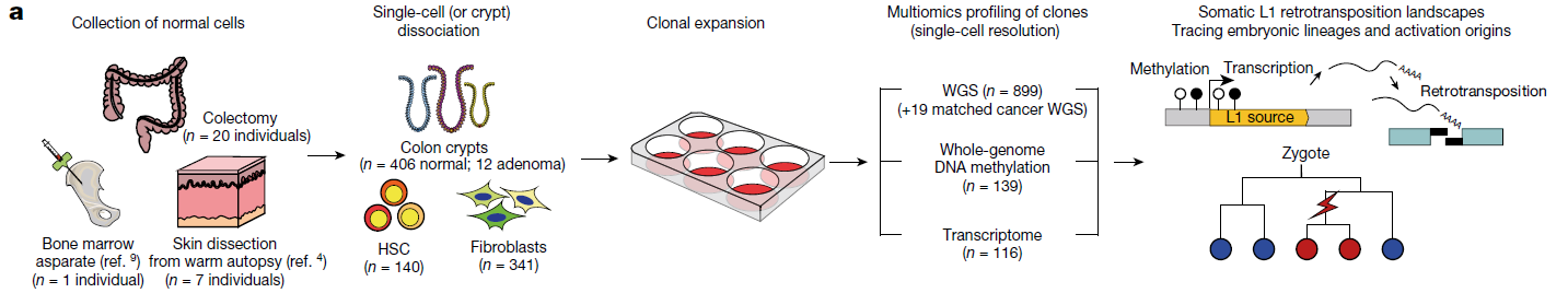 Experimental design of the study