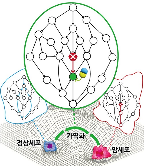 그림 5. 연구결과 모식도