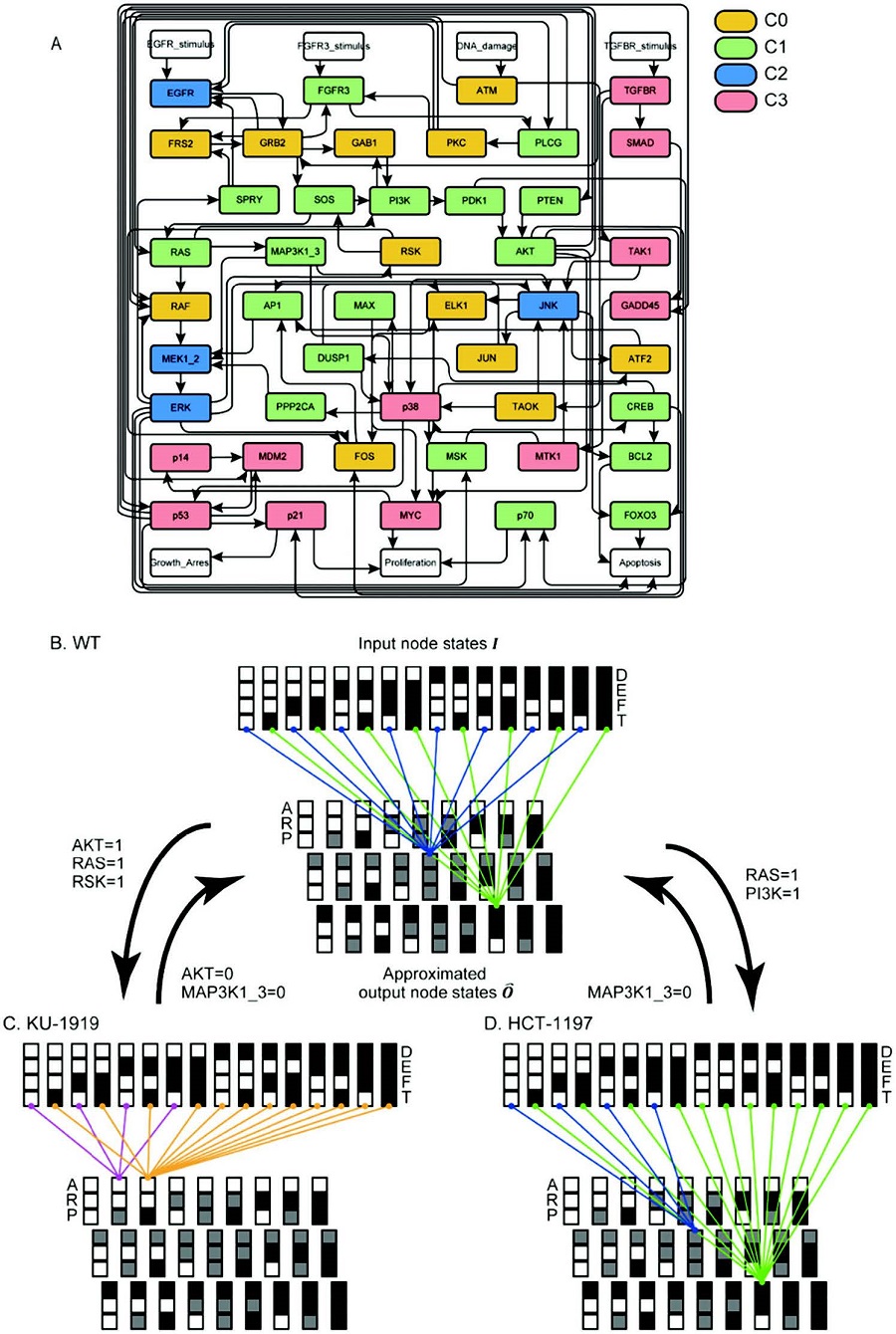 Simulation results of restoration of bladder cancer gene regulation network