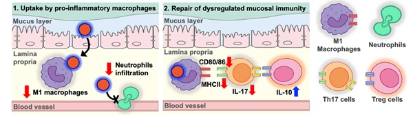 그림 2. 장내 염증성 대식세포 활성 억제 및 면역세포 정상화