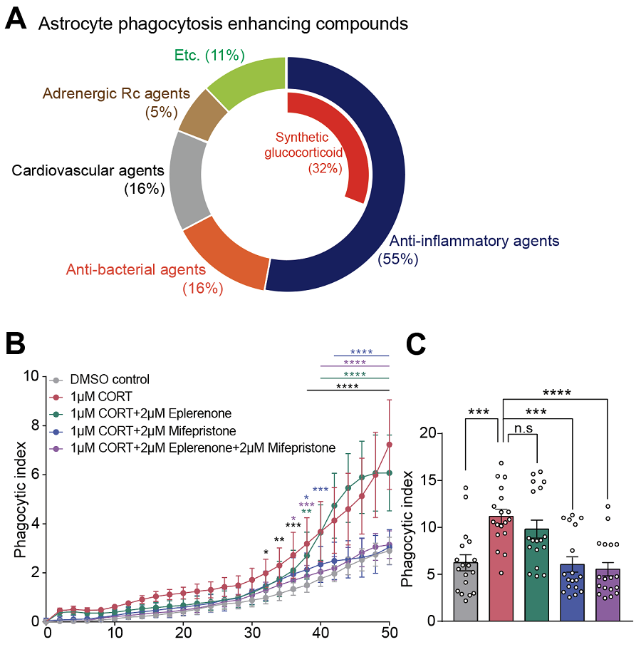 Figure 1. Results of screening for compounds that increase astrocyte phagocytosis