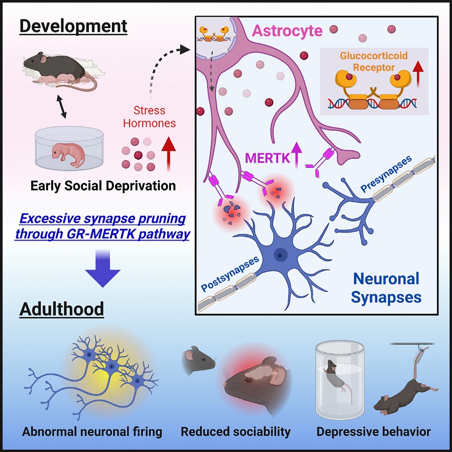 Figure 2. A schematic diagram of the study published in Immunity.