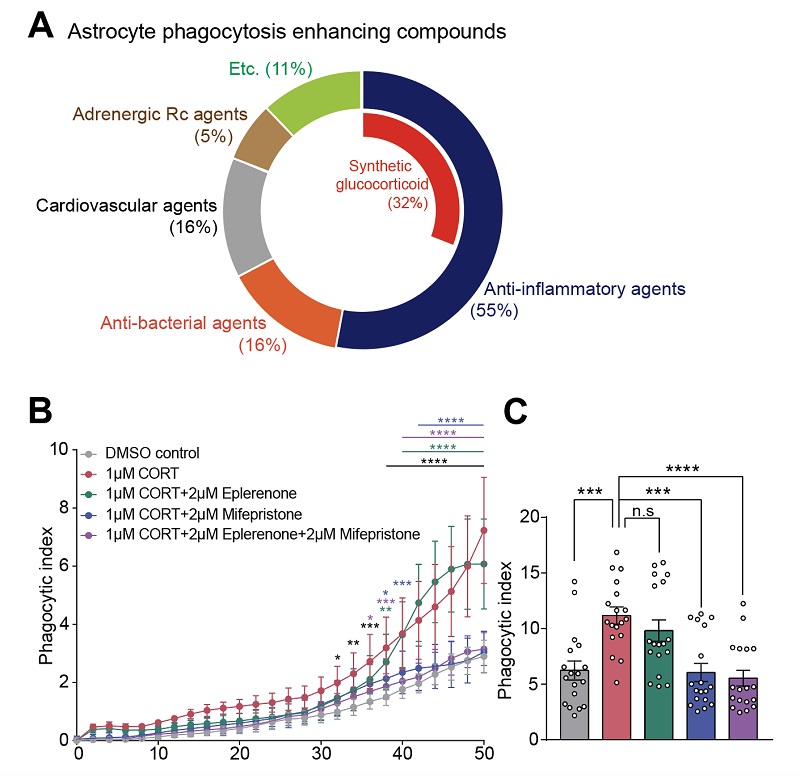 그림 1. 별아교세포 포식 작용을 증가시키는 화합물 스크리닝 결과. (A) FDA 승인 임상화합물 스크리닝을 통해 synthetic glucocorticoid (합성 글루코코르티코이드, 스트레스 호르몬)가 별아교세포의 포식작용을 증가시킴을 발견함. (B-C) 스트레스 호르몬을 처리했을 경우 별아교세포의 포식 작용이 크게 증가하지만, 이 현상은 GR 길항제 (Mifepristone)에 의해 강하게 억제됨. CORT; corticosterone (스트레스 호르몬), Eplerenone; 무기질코르티코이드 수용체 (MR) 길항제, Mifepristone; 글루코코르티코이드 수용체 (GR) 길항제