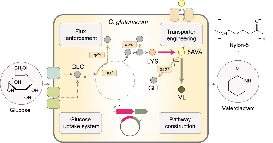 Figure 1. Schematic graphical representation of the development of microorganisms that produce valerolactam