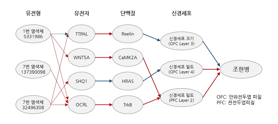 그림 1. 본 연구로 밝혀낸 조현병 예측 마커와 조현병을 유발하는 원리