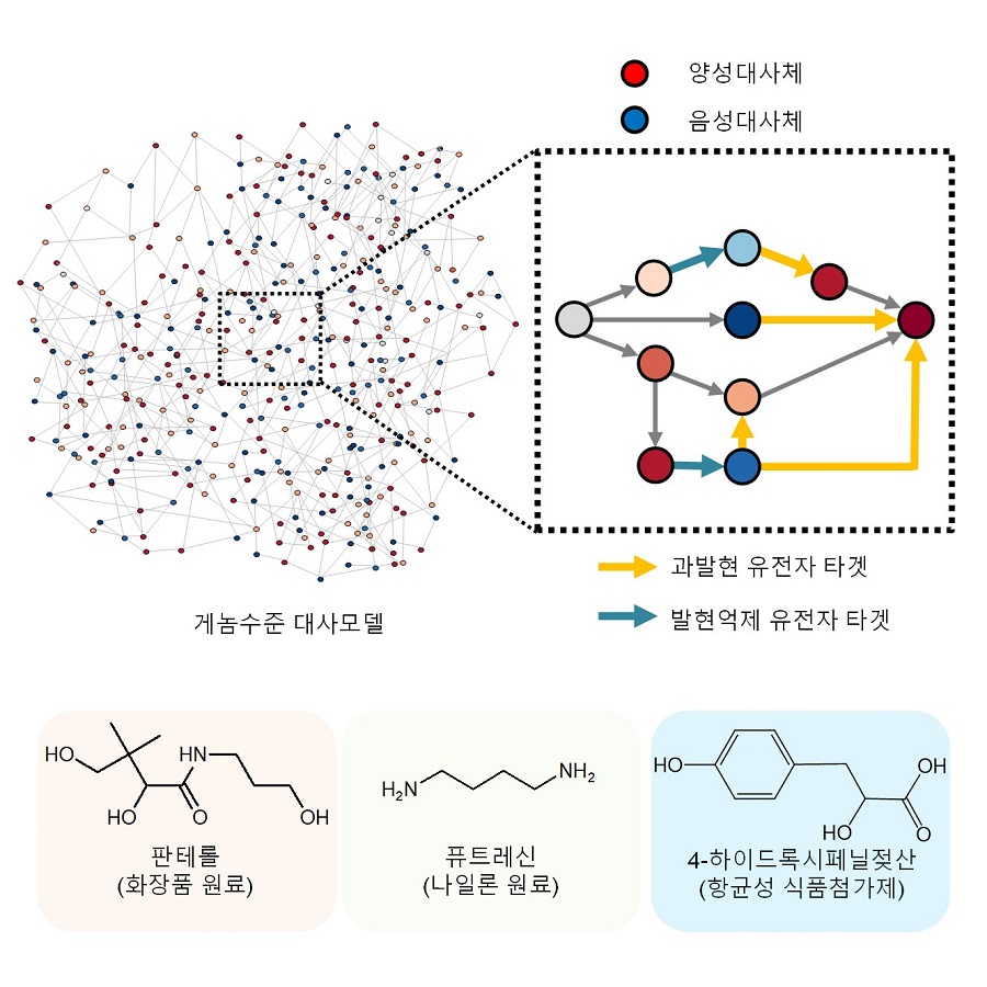 그림 1. 신규 개발된 아이브릿지를 활용한 유용한 화합물의 생산 예시