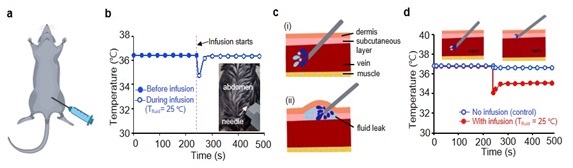 그림 4. 가변강성 정맥 주사바늘에 집적된 온도 센서를 통한 체온 모니터링 (a) 실험쥐 복부로 정맥주사를 통해 약물을 주입하는 모식도 (b) 실험쥐 복부로 약물이 주입 시 체온 변화 (c) 정상적인 정맥 혈관 내 약물 주입과피하층으로의 약물 누출 모습 비교 (d) 정상적인 약물 주입과 약물 누출 시의 체온 변화 비교: 약물이 잘못 주입될 경우, 체온이 급격히 떨어짐.
