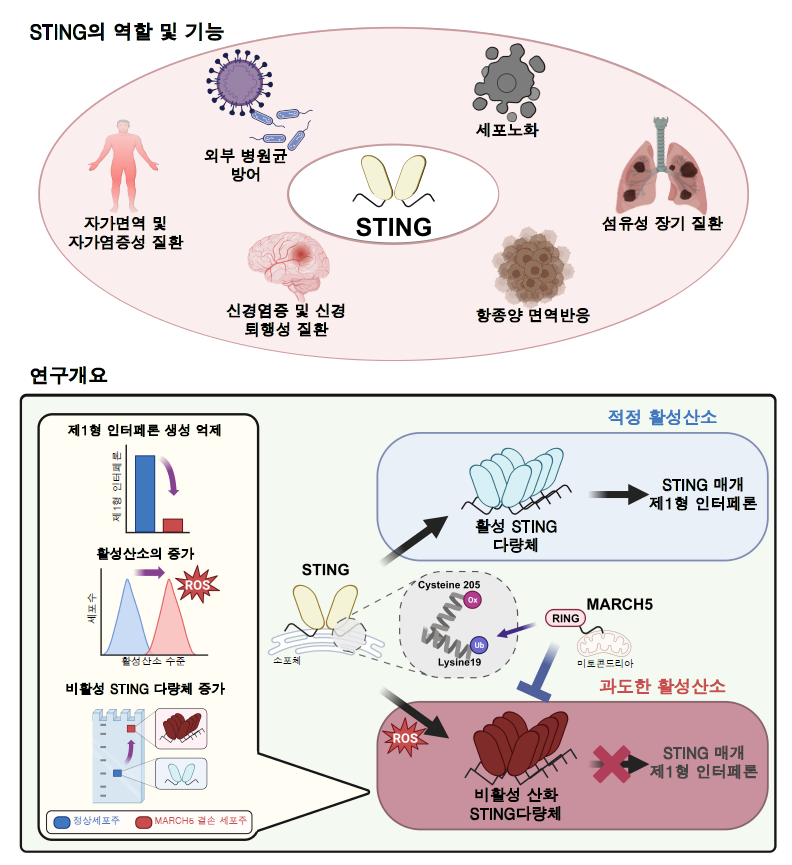 그림 1. STING의 다양한 생물학적 역할과 본 연구를 통해 밝힌 활성산소에 의한 STING의 비활성화 억제 기전. 미토콘드리아 막 단백질인 MARCH5가 STING의 양성 조절자 역할을 하며, 기전적으로 MARCH5 단백질이 STING을 유비퀴틴시켜, 과도한 활성산소에 의해 산화된 STING이 비활성화 다량체를 생성하는 것을 막는다는 것을 밝혔음. (Biorender.com을 활용하여 그림)