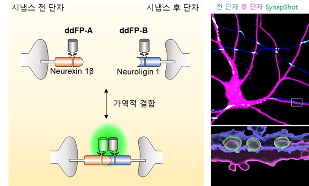 역동적으로 변화하는 시냅스르 관찰하기 위해 시냅스 전 단자와 시냅스 후 단자에 가역적인 결합으로 형광 탐지가 가능한 이합체 의존 형광 단백질 (ddFP)를 발현시켜 시냅스 형성 시 형광신호를 관찰할 수 있음