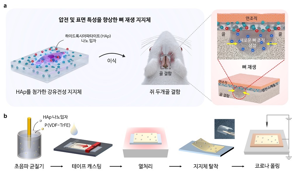 그림 1. 향상된 뼈 재생 메커니즘의 도식적 표현 및 하이드록시아파타이트 융합 P(VDF-TrFE) 지지체의 제조 방법