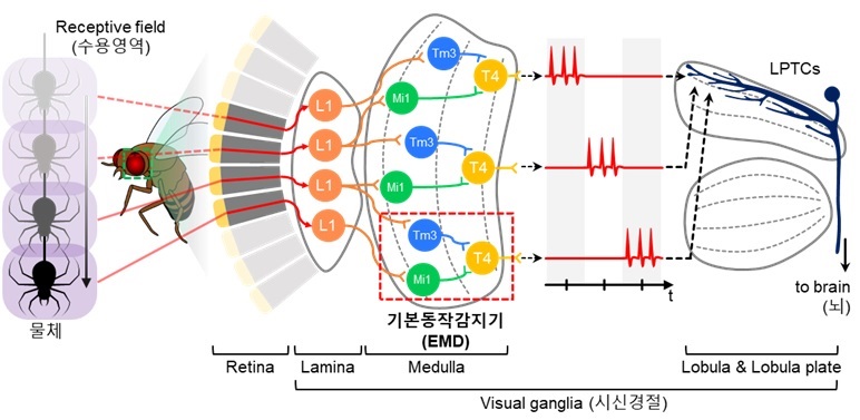 그림 1. 곤충의 생물학적 시신경계에서 기인한 기본 동작 인식 과정