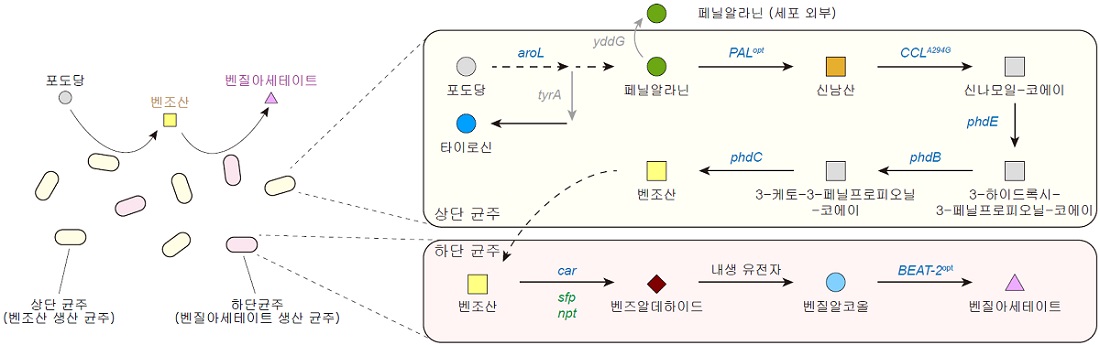 그림 1. 포도당으로부터 벤질아세테이트를 생합성하기 위한 미생물 균주 개발 및 공생배양 전략