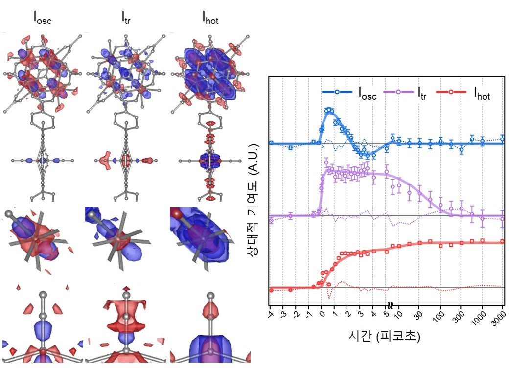 그림 2. 중간체의 차이 전자 밀도 지도 및 세 구조중간체의 동역학. Iosc은 진동하는 구조에 대한 구조 중간체, Itr은 순간적으로 생성되는 구조 중간체이고 Ihot은 진동적으로 뜨거운 구조 중간체에 대한 SADED maps과 세 구조 중간체의 동역학을 의미한다. SADED maps의 맨 위 패널은 철 포르피린과 지르코늄 클러스터를 보여주며, 중간 패널은 지르코늄 클러스터의 지르코늄 원자를 확대해서 보여준다. 맨 아래 패널은 철 포르피린의 철 원자를 확대해서 보여주고 있다. 빨간색 차이 전자 밀도는 전자 밀도가 사라지는 것을 의미하며, 원자가 기존 위치에서 움직일 때 나타난다. 반대로, 파란색 차이 전자 밀도는 전자 밀도가 생성되는 것을 의미하며, 원자가 해당 위치로 움직일 때 나타난다. Iosc은 5.55 피코초 주기로 진동하며, 2.68 피코초로 제동되며, Itr은 200 펨토초인 IRF 내에 순간적으로 생성되고 47.1 피코초의 시간상수를 가지면서 사라진다. Ihot은 1.1 피코초와 11.32 피코초의 시간 상수를 가지면서 생성되며 3 나노초까지 유지되는 것을 관측했다.