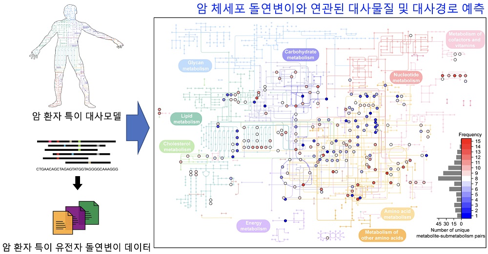 그림 1. 암 체세포 돌연변이와 연관된 대사물질 및 대사경로를 예측하는 컴퓨터 방법론 모식도