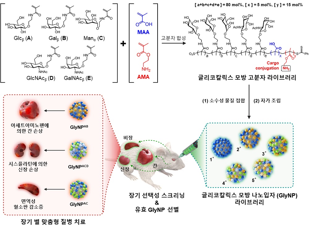 그림 1. 장기 선택적 인공 탄수화물 나노입자(Glycocalyx-mimicking nanoparticles; GlyNPs) 선별 및 평가 모식도