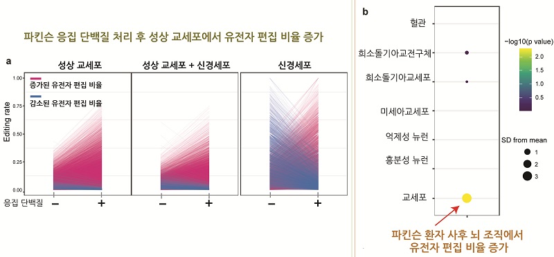 그림3. 파킨슨병의 원인 물질인 알파시누클린(α-synuclein) 올리고머 처리시 환자유래줄기세포 분화 교세포에서의 ADAR에 의한 유전자 정보를 바꾸는 A-to-I RNA 편집 유도로 알파시누클린이 RNA 편집으로 파킨슨병 진행과 연관될 가능성이 높다는것을 확인