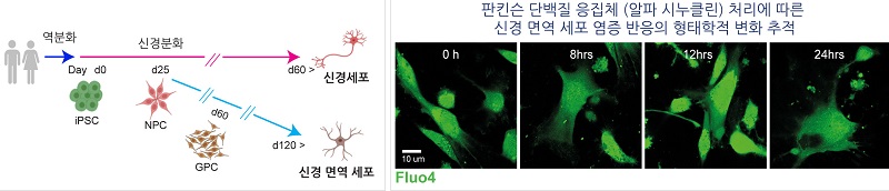 그림2. 파킨슨병의 원인 물질인 알파시누클린(α-synuclein) 올리고머 처리시 환자유래줄기세포 분화 교세포에서의 ADAR에 의한 유전자 정보를 바꾸는 A-to-I RNA 편집 유도로 알파시누클린이 RNA 편집으로 파킨슨병 진행과 연관될 가능성이 높다는것을 확인