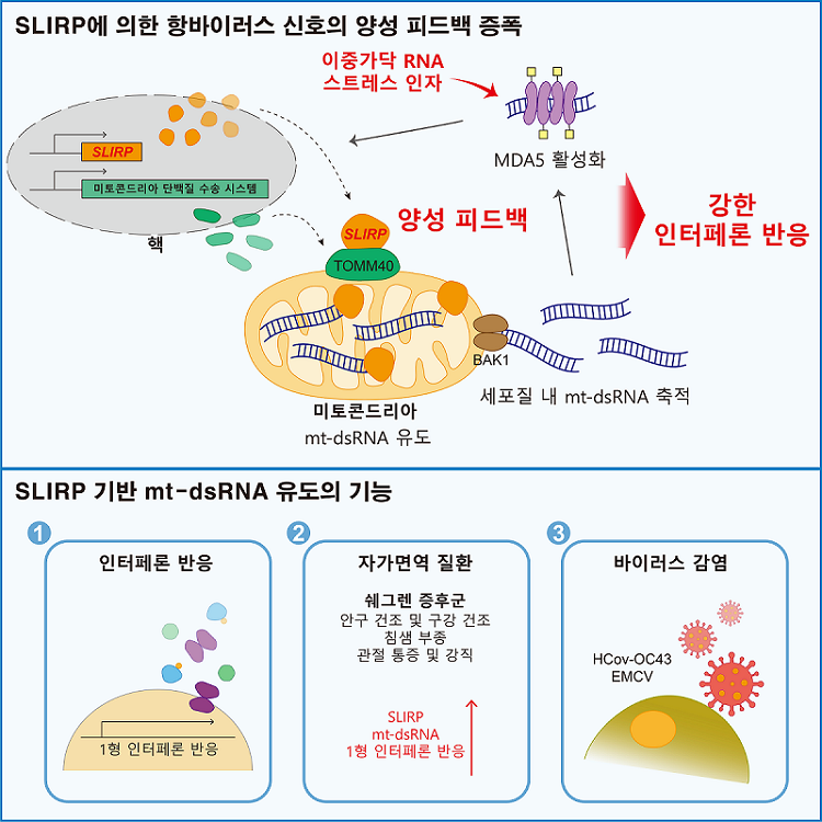 그림. SLIRP에 의한 항바이러스 신호 증폭 모식도: SLIRP 기반 mt-dsRNA 유도, 세포질 내 축적, 면역반응 활성화의 양성 피드백에 의한 강한 인터페론 반응 유도. 자가면역질환인 쉐그렌 증후군과 코로나바이러스, 뇌심근염 바이러스 감염 방어에서 SLIRP의 면역 조절 기능 확인.