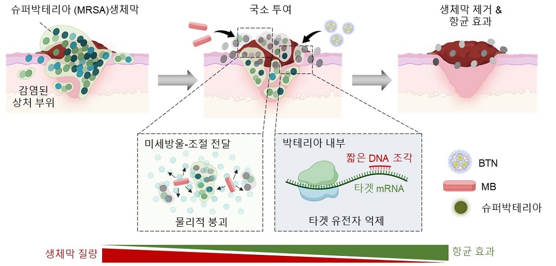 퍼박테리아 MRSA를 표적하는 유전자 치료제 BTN-MB의 작동 원리 모식도, 규조류 유래 미세방울(MB)을 물리적 전달 촉진체로 활용하고, 생체막 형성(icaA), 세포 분열(ftsZ), 항생제 내성(mecA) 유전자를 동시에 억제하는 짧은 DNA 조각을 탑재한 BTN의 구성 및 작용 메커니즘, MB가 MRSA 생체막을 물리적으로 붕괴시켜 BTN의 효과적 전달을 유도하고, 세균의 생체막 형성 및 증식, 내성 획득을 억제하여 감염 치료 효과를 극대화함, 돼지 피부 감염 생체막 모델 및 MRSA 감염 마우스 상처 모델에서의 치료 적용 결과를 나타낸 개념도.