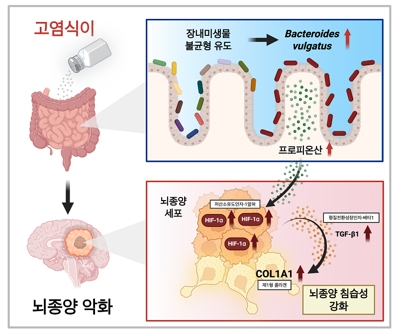 고염식이–장내미생물–프로피오네이트 축이 교모세포종 진행을 유도하는 기전 연구. 고염식이 유도 장내미생물 변화에 따른 프로피오네이트 축적은 교모세포종의 침습성을 증가시킨다. 해당 대사산물은 종양세포에서 저산소유도인자-1알파(HIF-1α) 발현을 증가시키고, 이는 형질전환성장인자-베타(TGF-β1)의 생성을 유도한다. TGF-β1 신호의 활성화는 종양세포의 침습성과 함께 제1형 콜라겐(COL1A1) 발현을 증가시켜 종양의 경계 침윤을 촉진한다. 이 과정은 저산소 반응, TGF-β 신호, 세포부착 신호 간의 상호작용을 통해 이루어지며, 종양 진행을 가속화한다.
