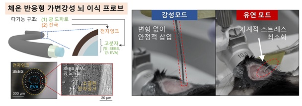 그림 4. 입체 구조의 광 도파로에 전자잉크를 코팅하여 구현한 체온 반응형 가변강성 뇌 이식 프로브. (좌) 수술 시에는 딱딱한 상태로 정밀한 조작과 뇌 삽입이 가능하고 삽입 후 체내에서는 부드럽게 변해 뇌의 기계적 스트레스를 최소화 하고 생체 적합성을 크게 향상 시킴. (우)