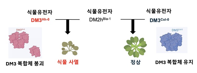 그림 1. DM3 단백질 복합체 붕괴시 식물 자가면역 유발 기작 규명