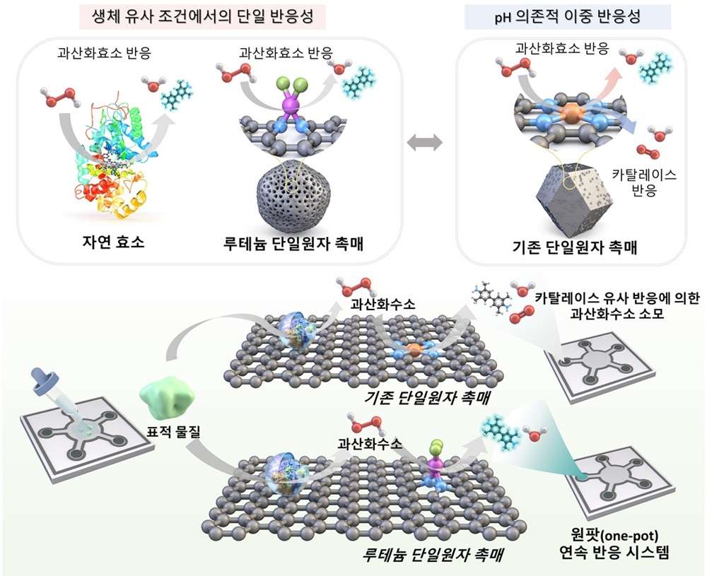 본 연구의 촉매(루테늄 단일원자 촉매)는 3차원 방향의 리간드 조정으로 자연 효소와 같이 과산화 효소 선택적 활성을 나타낸다. 경쟁적인 카탈레이스 활성이 없기 때문에 생체 유사 조건에서 선택적인 과산화 효소 유사 반응이 진행된다. 이와 대조적으로, 평면상에 배치된 활성점을 지니는 기존 단일 원자 촉매는 pH에 따라 이중 기능을 나타낸다. 중성 조건에서 이들의 카탈레이스 활성은 과산화수소 소실로 이어져 정확한 검출을 방해한다. 본 연구의 촉매는 이러한 간섭이 제거되어 산화효소와의 연계 반응을 통해 바이오마커를 직접 검출할 수 있으므로 버퍼 교체와 같은 번거로운 단계를 거치지 않아도 된다. 생체 유사 조건에서 여러 표적 물질을 동시에 검출할 수 있다는 것은 현장 진단을 위한 루테늄 단일원자 촉매의 실용성을 입증한다.