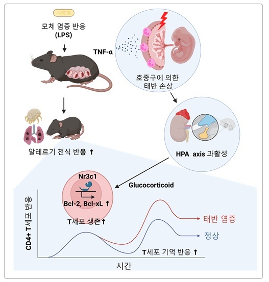 그림 1. 모체 염증 반응이 소아의 알레르기 면역 반응을 증가시키는 기전 모식도 임신 중 염증 반응 과정에서 증가한 TNF-α는 모체 유래 호중구를 활성화시켜 태반 조직에 손상을 유도한다. 이로 인해 태아의 시상하부 (Hypothalamus)-뇌하수체(Pituitary gland)-부신(Adrenal gland) HPA 축 반응성이 증가하게 된다. 알레르기 감작 단계에서는 과도한 글루코코르티코이드 분비로 인해 T세포 내 세포 사멸 억제 단백질인 Bcl-2 및 Bcl-xL의 발현이 증가하며, 이로 인해 T세포의 생존율이 높아진다. 그 결과, 항원 특이적인 중심 기억 T세포와 조직 상주 기억 T세포의 형성이 촉진된다.