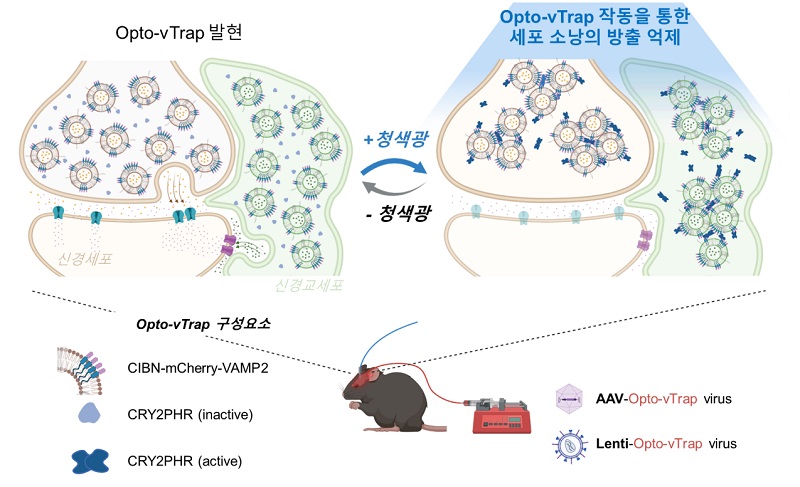 그림 1. 광유전학적 세포소낭 분비 억제 시스템 Opto-vTrap의 모식도