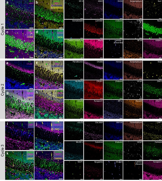 45-color multiplexed imaging of the mouse hippocampus via PICASSO in three staining and imaging rounds(Nature Communications/KAIST) 